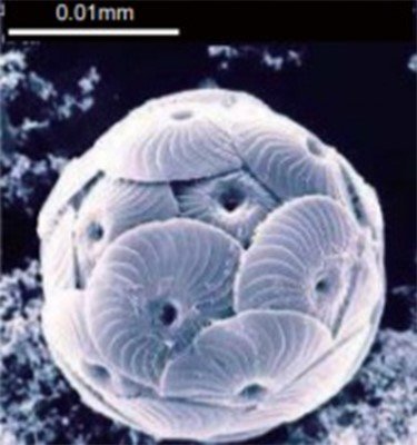 svcmicrofossil_nano.jpg